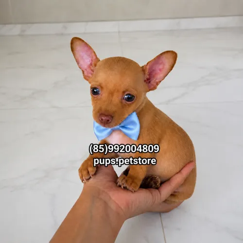 Pinscher miniatura macho
