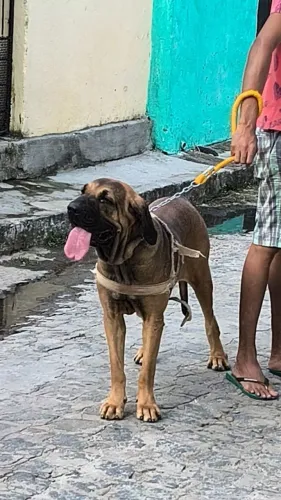 fila brasileiro