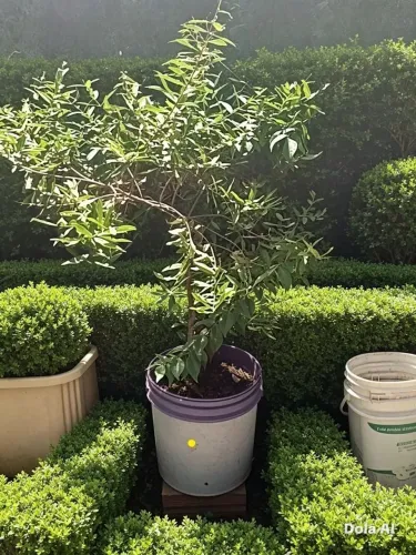 Planta ovaia essa imagem foi editada 