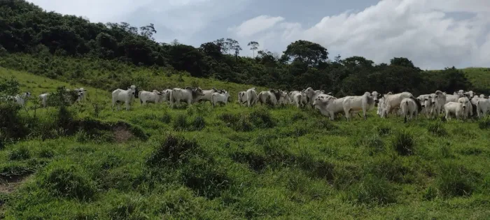 Fazenda de 360 Hectares com Excelente Topografia e Às Margens do Asfalto
