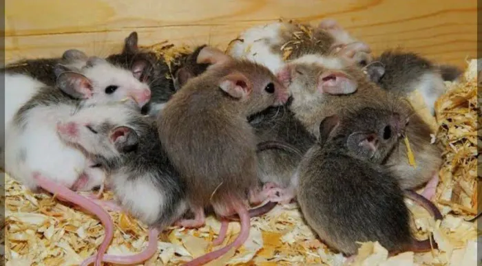Camundongos para pet