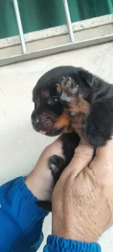 Animais rottweiler