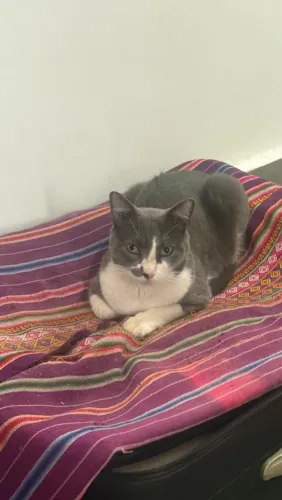 Gatinho de 1 ano