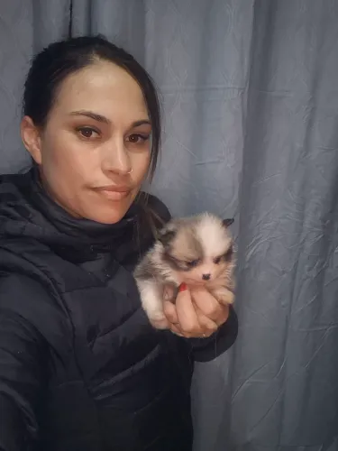 Lulu da pomerania uma fêmea 5 machos