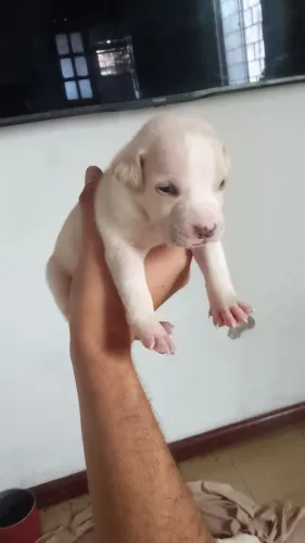 Filhotes de pit bull
