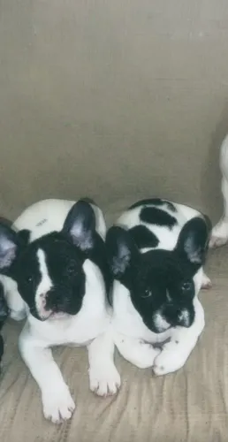 Vendo 2 filhote de Bulldog francês macho meu ZAP * eles já estão vacinado