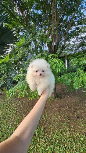 Lulu da Pomerânia macho branco ursinho.  Promoção 