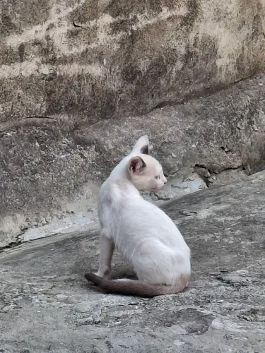 gatinho nenem