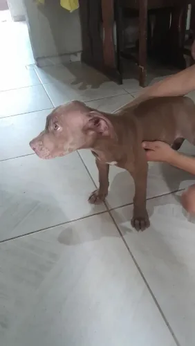 FILHOTE DE PITBUL TRADICIONAL 