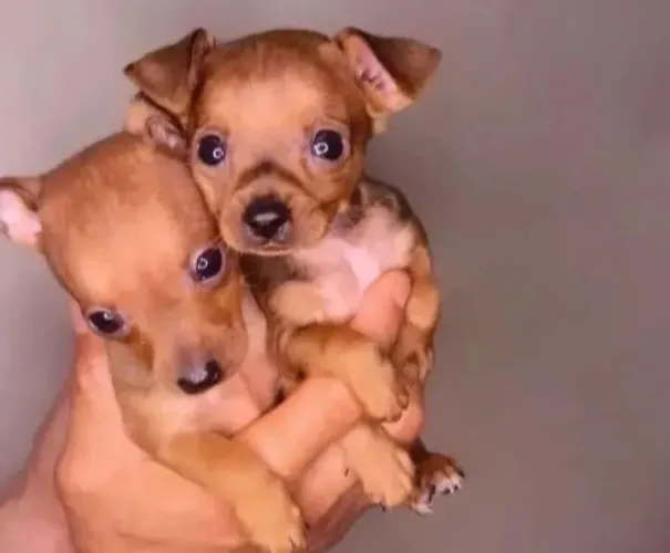 Pinscher/ Macho / Vermifugado