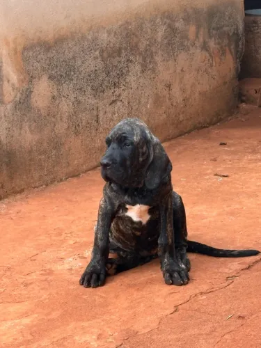 Filhote Macho Fila Brasileiro pedigree CBKC 
