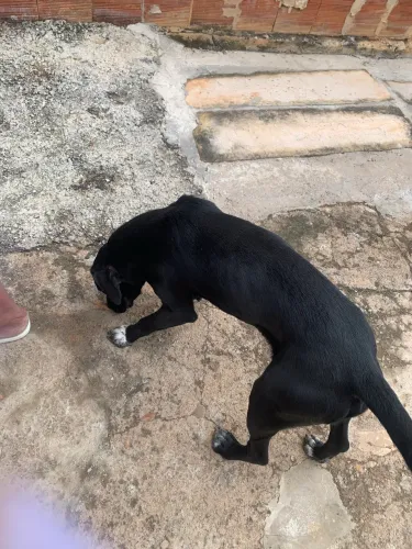 Procure-se cachorro macho (filhote)