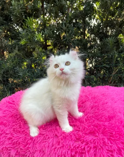 American Curl