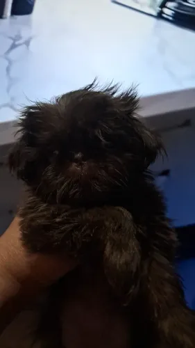 Mini shih tzu femea