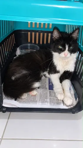 Gatinha pra doação