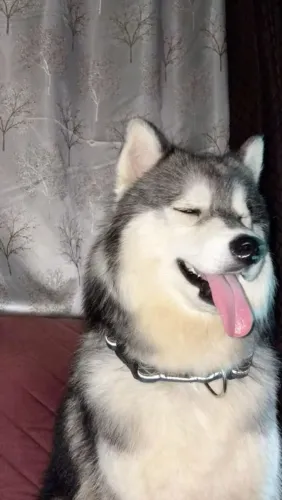 Husky Filhotinho esperando por uma nova história