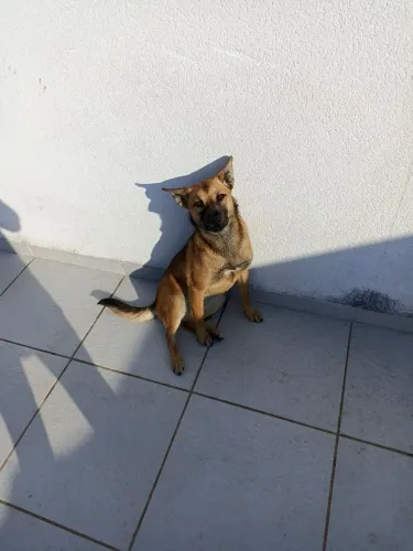 Doa se um cachorro filhote sem raça definida 6 meses de vida.