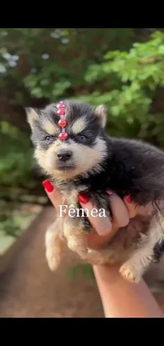 Husky siberiano inteligente, ativo e fiel