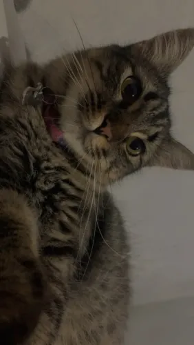 Gata fêmea castrada