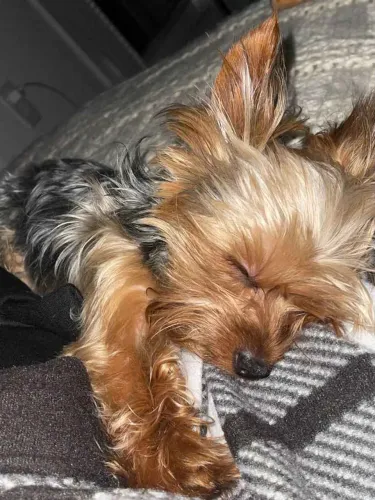 Filhote Yorkshire Terrier, O amigo perfeito para sua vida já está pronto para te amar!