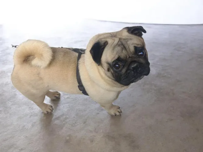 Lindo Pug macho 2nos
