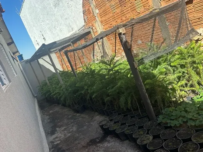 Muda araucária 