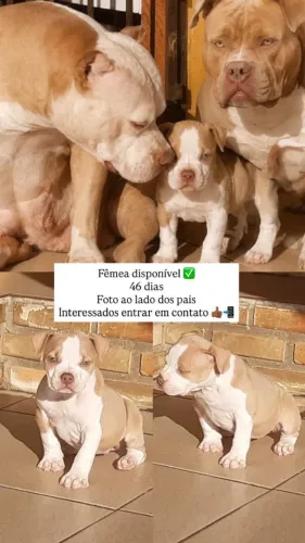 fêmea da Raça American Bully