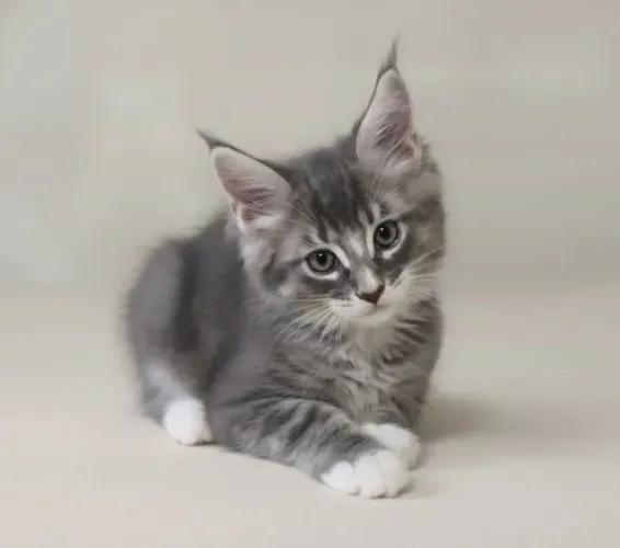 Maine Coon machos e fêmeas - Á partir de R$3.600 parcelamentos em até 18x