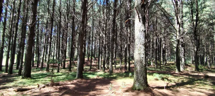 Floresta de Pinus Eliote em Cambará RS Toras de 110 a 230 cm Topografia Mista