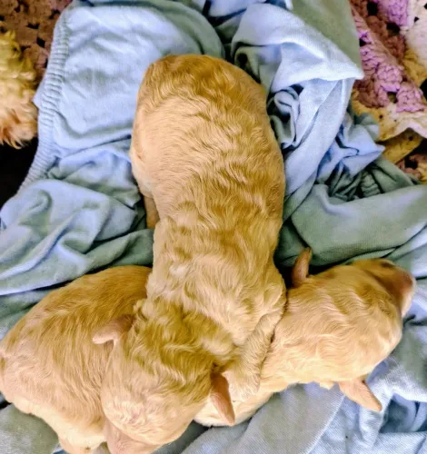 Filhotes de Poodle Toy Machos 