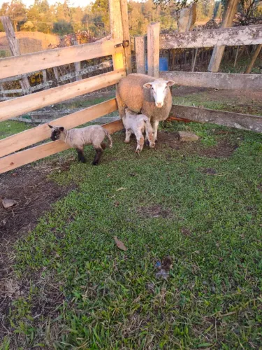 Ovelhas com cria ao pé