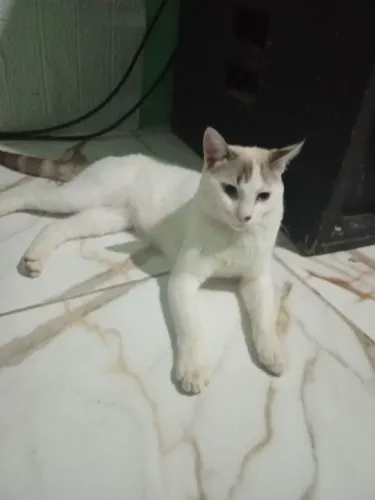 Doação de gato