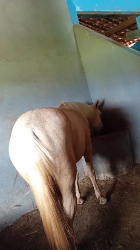 Cavalo Femea