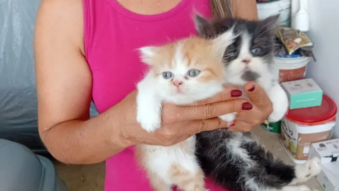 Venda de filhotes de gato persa