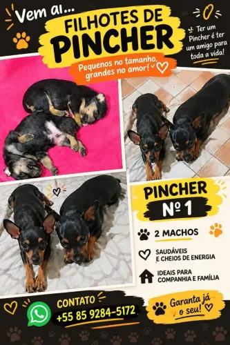 Cachorro de raça pincher (filhote) a venda.