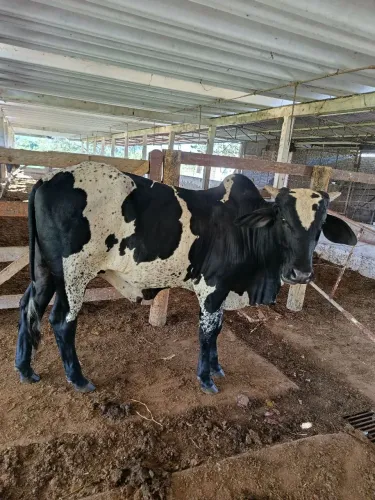 Garrote nelore pintado 22 meses sem registro 