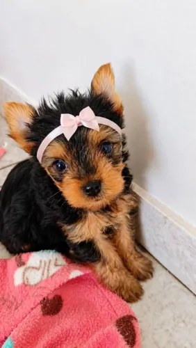 Bella Yorkshire Terrier Micro