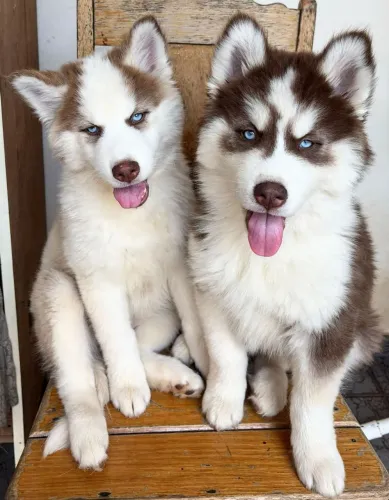 Filhotes de Husky Siberiano Puro - Vacinados e Vermifugados