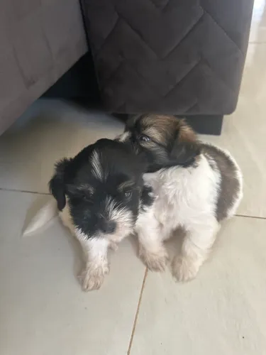 Filhotes de shih tzu