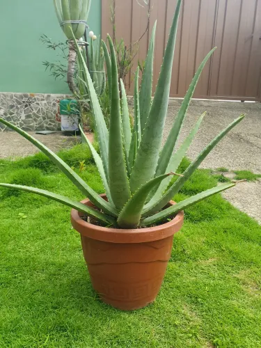 Muda de Babosa - Aloe Vera 