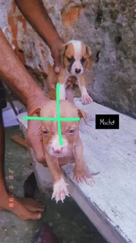 Cachorro Pitbull misturado