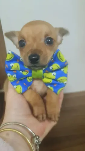Pinscher