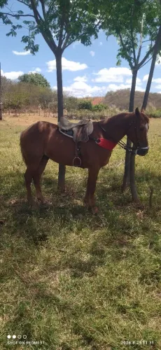 Cavalo qm 5 anos e meio iniciado de esquerda 