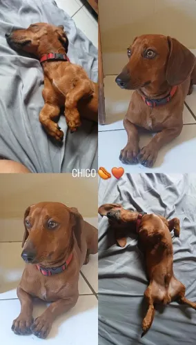 Venda Cão Daschund Macho Adulto