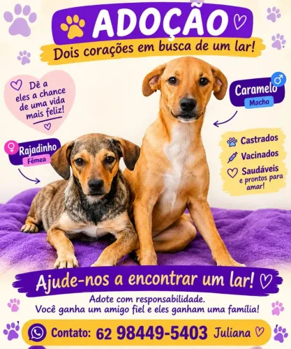 Adoçao caes porte medio