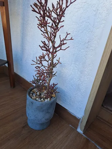 Vaso com planta
