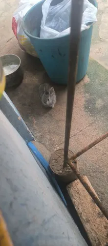 Coelhos a venda
