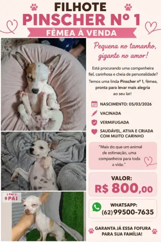 Pinscher fêmea 