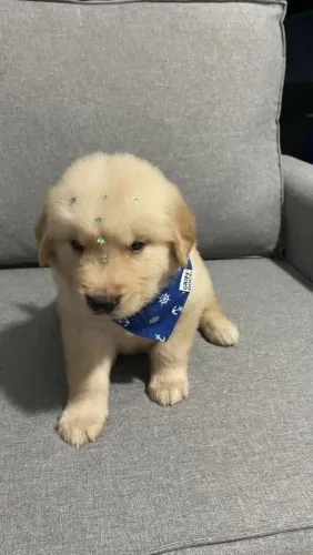 Golden retriever o presente mais especial para o dia dos namorados 