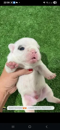 Lindos Filhotes disponíveis ?